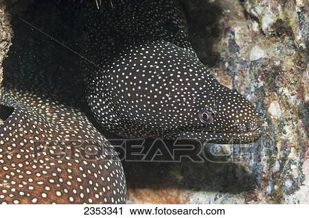 Underwater view of an Whitemouth Moray Eel (Gymnothorax meleagris); Maui, Hawaii, United States of America View Large Photo Image Stock Image - Underwater view of an Whitemouth Moray Eel (Gymnothorax meleagris); Maui, Hawaii, United States of America. Fotosearch