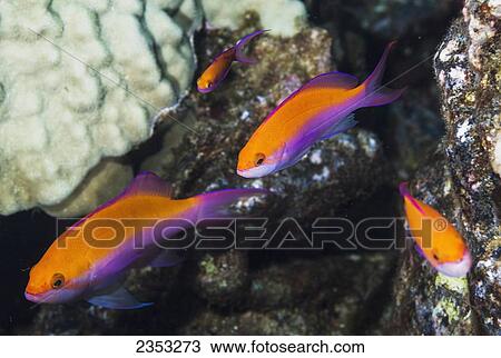 Stock Image - Underwater view of Bicolor Anthias (Pseudanthias bicolor); Maui, Hawaii, United States of America. Fotosearch