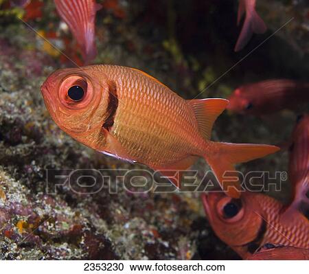 Stock Image - Underwater view of Bigscale Soldierfish at Molokini Crater; Maui, Hawaii, United States of America. Fotosearch