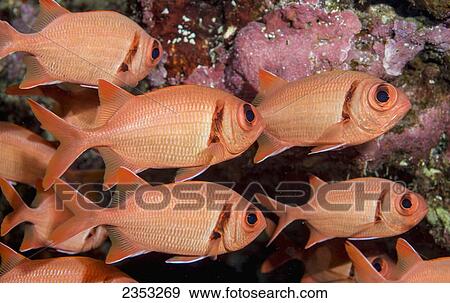 Stock Photo - Underwater view of Bigscale Soldierfish (Myripristis berndti); Maui, Hawaii, United States of America. Fotosearch