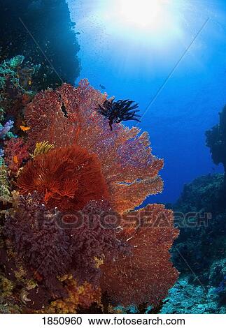 Underwater View Of Colorful Coral View Large Photo Image Stock Image - Underwater View Of Colorful Coral. Fotosearch