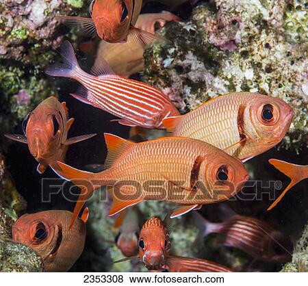 Stock Photo - Underwater view of Epaulette and Hawaiian squirrelfish (Sargocentron xantherythrum); Maui, Hawaii, United States of America. Fotosearch