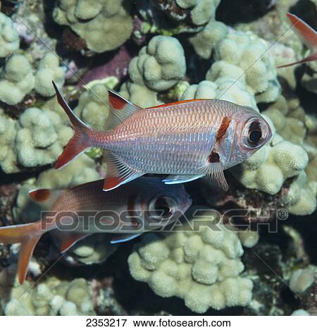 Stock Photo - Underwater view of Epaulette Soldierfish near the St. Anthony wreck; Maui, Hawaii, United States of America. Fotosearch
