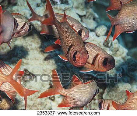 Stock Photo - Underwater view of Epaulette Soldierfish; Maui, Hawaii, United States of America. Fotosearch