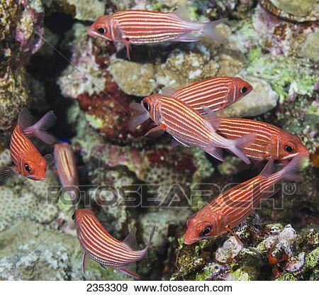 Stock Photo - Underwater view of Hawaiian squirrelfish (Sargocentron xantherythrum); Maui, Hawaii, United States of America. Fotosearch