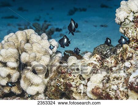 Picture - Underwater view of juvenile Hawaiian Dascyllus at Molokini Crater; Maui, Hawaii, United States of America. Fotosearch