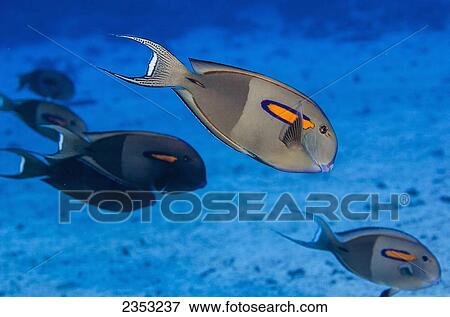 Stock Photo - Underwater view of Orangeband Surgeonfish (Acanthurus olivaceus) at Molokini Crater; Maui, Hawaii, United States of America. Fotosearch