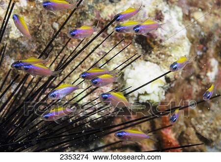 Underwater view of Oval Chromis among the spines of a Diadema sea urchin; Maui, Hawaii, United States of America View Large Photo Image Picture - Underwater view of Oval Chromis among the spines of a Diadema sea urchin; Maui, Hawaii, United States of America. Fotosearch