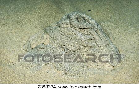 Picture - Underwater view of sand that has been processed through the gut of a worm that lives in the sandy bottom; Maui, Hawaii, United States of America. Fotosearch