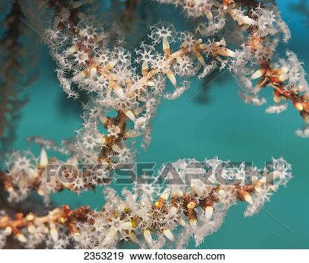 Stock Photo - Underwater view of snowflake coral growing on the St. Anthony wreck; Maui, Hawaii, United States of America. Fotosearch