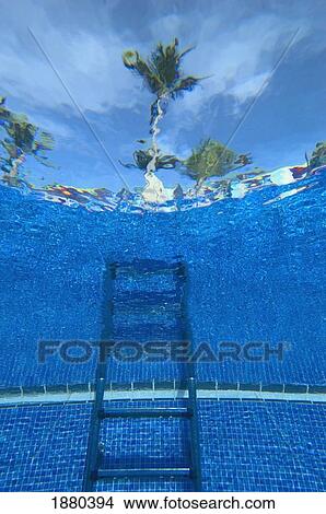 Picture - Underwater View Of Swimming Pool Steps And Palm Tree. Fotosearch