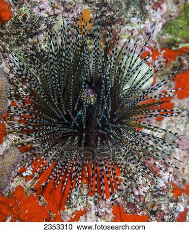 Underwater view of the sea urchin (Echinothrix calamaris); Maui, Hawaii, United States of America View Large Photo Image Stock Image - Underwater view of the sea urchin (Echinothrix calamaris); Maui, Hawaii, United States of America. Fotosearch