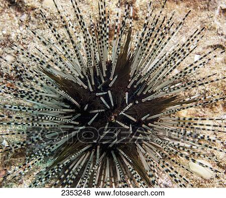 Stock Photo - Underwater view of the sea urchin (Echinothrix calamaris) at Molokini Crater; Maui, Hawaii, United States of America. Fotosearch
