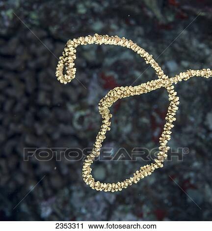 Underwater view of wire coral (Cirrhipathes anguina); Maui, Hawaii, United States of America View Large Photo Image Stock Image - Underwater view of wire coral (Cirrhipathes anguina); Maui, Hawaii, United States of America. Fotosearch