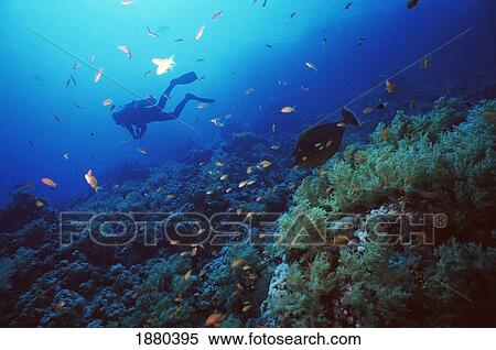 Unicornfish At Cleaner Station With Passing Diver View Large Photo Image Stock Photography - Unicornfish At Cleaner Station With Passing Diver. Fotosearch