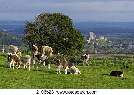 Stock Image - United Kingdom, England, Corfe Castle; Dorset. Fotosearch