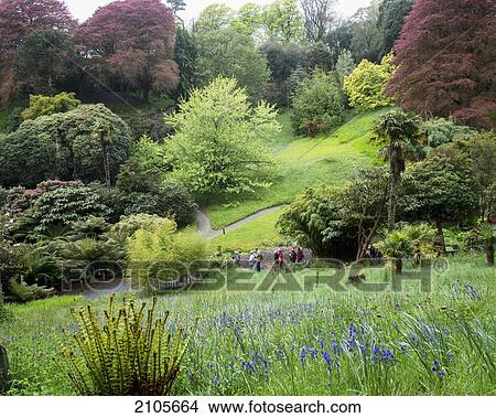 United Kingdom, England, Cornwall, Falmouth, Plants; Trebah Gardens View Large Photo Image Picture - United Kingdom, England, Cornwall, Falmouth, Plants; Trebah Gardens. Fotosearch