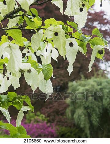 Stock Image - United Kingdom, England, Cornwall, Falmouth, Plants; Trebah Gardens. Fotosearch