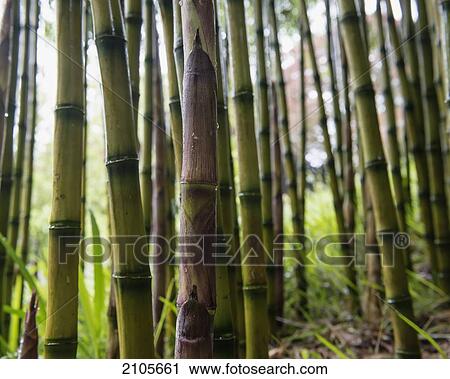 Stock Image - United Kingdom, England, Cornwall, Falmouth, Bamboo; Trebah Gardens. Fotosearch