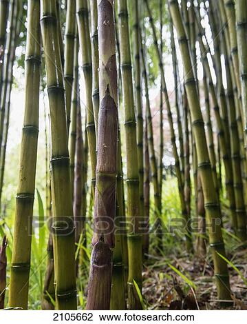 Stock Image - United Kingdom, England, Cornwall, Falmouth, Bamboo; Trebah Gardens. Fotosearch