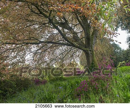 United Kingdom, England, Cornwall, Falmouth, Plants; Trebah Gardens View Large Photo Image Stock Image - United Kingdom, England, Cornwall, Falmouth, Plants; Trebah Gardens. Fotosearch