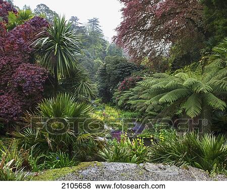 Stock Photo - United Kingdom, England, Cornwall, Falmouth, Plants; Trebah Gardens. Fotosearch
