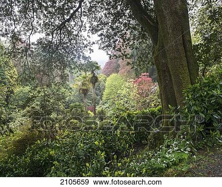 Stock Photo - United Kingdom, England, Cornwall, Falmouth, Plants; Trebah Gardens. Fotosearch