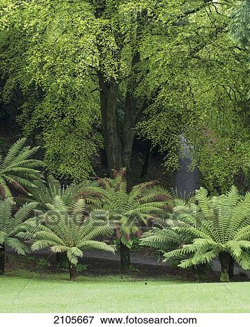 Stock Photo - United Kingdom, England, Cornwall, Falmouth, Plants; Trebah Gardens. Fotosearch