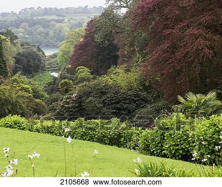 United Kingdom, England, Cornwall, Falmouth, Plants; Trebah Gardens View Large Photo Image Stock Photo - United Kingdom, England, Cornwall, Falmouth, Plants; Trebah Gardens. Fotosearch