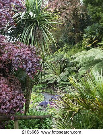 Stock Photograph - United Kingdom, England, Cornwall, Falmouth, Plants; Trebah Gardens. Fotosearch
