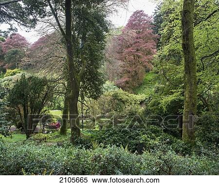 Stock Photography - United Kingdom, England, Cornwall, Falmouth, Plants; Trebah Gardens. Fotosearch