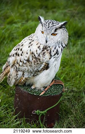 Stock Photo - United Kingdom, England, Devon, Close up of owl; Uffculme. Fotosearch