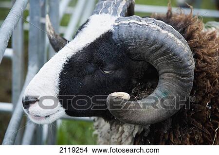 Picture - United Kingdom, England, Devon, Close-up of Balwen Welsh Mountain Sheep; Uffculme. Fotosearch