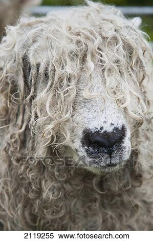Stock Photography - United Kingdom, England, Devon, Close-up of Leicester Longwool Sheep; Uffculme. Fotosearch