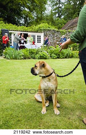 Stock Image - United Kingdom, England, Devon, View of dog in backyard; Huntsham. Fotosearch