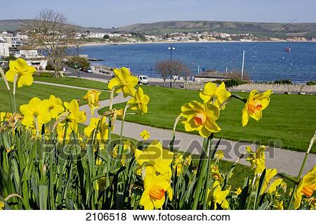 United Kingdom, England, Dorset, Daffodils; Swanage View Large Photo Image Stock Photo - United Kingdom, England, Dorset, Daffodils; Swanage. Fotosearch