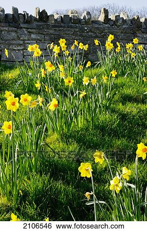 United Kingdom, England, Dorset, Daffodils; Swanage View Large Photo Image Stock Photograph - United Kingdom, England, Dorset, Daffodils; Swanage. Fotosearch