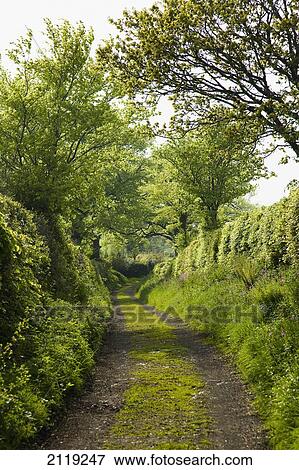 Stock Photo - United Kingdom, England, Footpath in countryside; Devon. Fotosearch