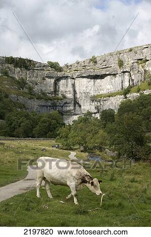 Stock Image - United Kingdom, England, North Yorkshire, Cow Grazing On Field; Malham. Fotosearch