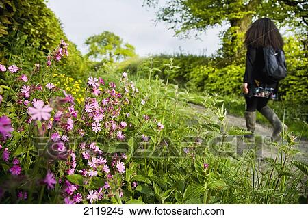 United Kingdom, England, Rear view of woman walking in countryside; Devon View Large Photo Image Stock Photography - United Kingdom, England, Rear view of woman walking in countryside; Devon. Fotosearch