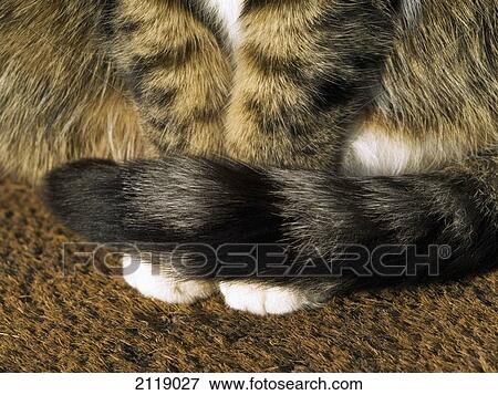 Stock Photo - United Kingdom, England, Tabby cat; Esher. Fotosearch