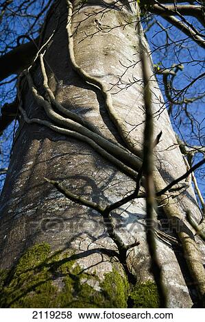 Stock Photo - United Kingdom, England, Upward view of tree trunk; Devon. Fotosearch