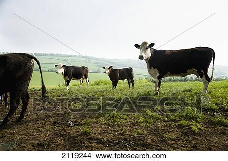 Picture - United Kingdom, England, View of cow on pasture; Devon. Fotosearch