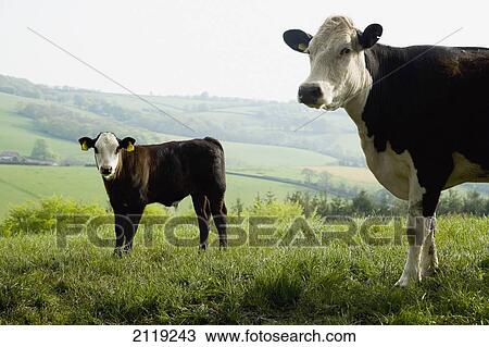 United Kingdom, England, View of cow on pasture; Devon View Large Photo Image Stock Image - United Kingdom, England, View of cow on pasture; Devon. Fotosearch