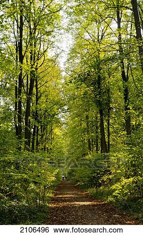United Kingdom, Path leading through forest; Surrey View Large Photo Image Stock Photograph - United Kingdom, Path leading through forest; Surrey. Fotosearch