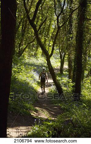 Picture - United Kingdom, Rear view of man walking through forest; Wales. Fotosearch