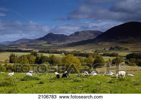 United Kingdom, Scotland, Flock of cows grazing on field View Large Photo Image Stock Image - United Kingdom, Scotland, Flock of cows grazing on field. Fotosearch