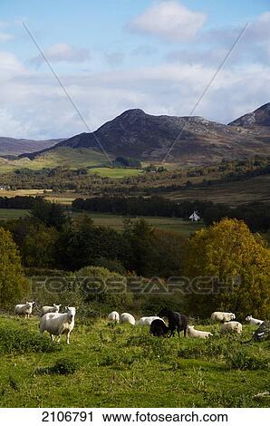 United Kingdom, Sheep on pasture; Scotland View Large Photo Image Stock Image - United Kingdom, Sheep on pasture; Scotland. Fotosearch