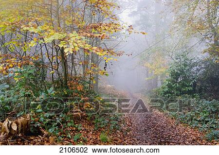 United Kingdom, View of forest path on misty morning; Surrey View Large Photo Image Stock Image - United Kingdom, View of forest path on misty morning; Surrey. Fotosearch