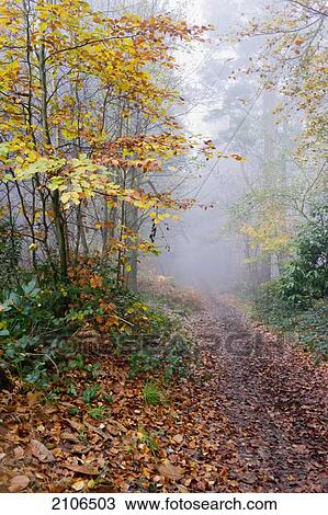 United Kingdom, View of forest path on misty morning; Surrey View Large Photo Image Stock Image - United Kingdom, View of forest path on misty morning; Surrey. Fotosearch